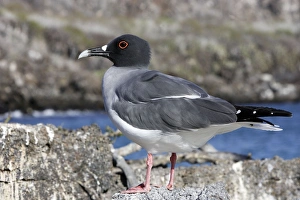Images Dated 13th April 2005: Swallow tailed Gull. Baia Darwin. Genovesa Island. galapagos Islands