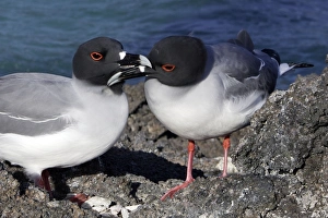 Images Dated 13th April 2005: Swallow tailed Gull. Baia Darwin. Genovesa Island. galapagos Islands