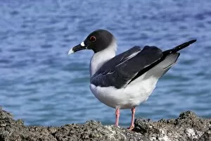 Images Dated 13th April 2005: Swallow tailed Gull. Baia Darwin. Genovesa Island. galapagos Islands