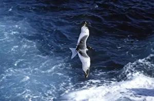 Swallow-Tailed Gull - in flight over sea - Plaza Island, Galapagos AU-747