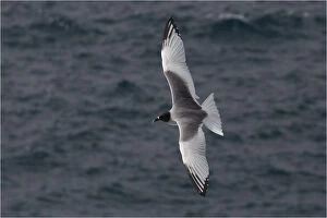 Galapagos Islands Gallery: Swallow-tailed Gull - Flying - off Suarez Point