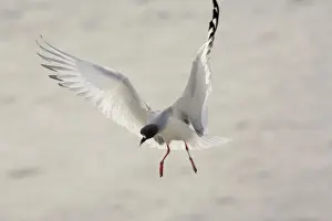 Fish Eater Prints: Swallow-tailed Gull ( Larus furcatus ) - the only night-flying gulls in the world