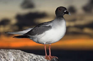 Images Dated 18th June 2010: Swallow-tailed Gull (Larus furcatus) Punto