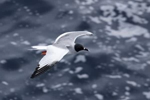 Images Dated 15th April 2005: Swallow tailed Gull. Plazza Island. galapagos Islands