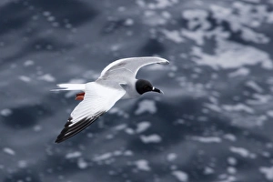 Images Dated 15th April 2005: Swallow tailed Gull. Plazza Island. galapagos Islands