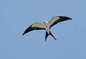 Raptors Collection: Swallow-tailed Kite