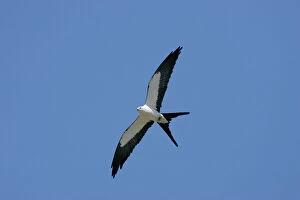 Bird Of Prey Collection: Swallow-tailed Kite