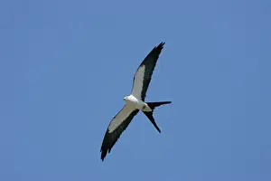 Swallow-tailed Kite