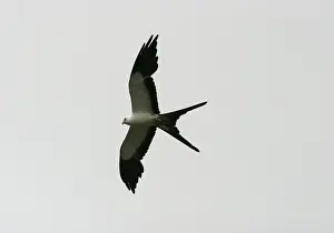 Swallow-tailed Kite USA