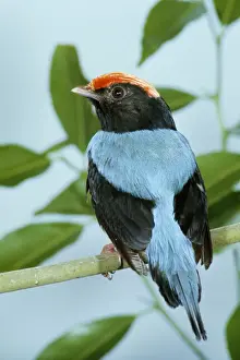 Swallow-tailed Manakin
