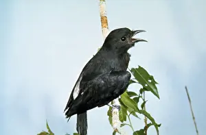 Swallow-winged Puffbird Aspirito Santo, Brazil