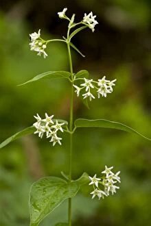 Swallow-wort - in flower - toxic and medicinal plant