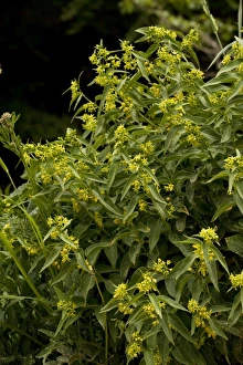 Images Dated 15th June 2006: Swallow-wort (Vincetoxicum hirundinaria). Medicinal and toxic plant. Pyrenees. Spain