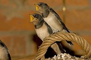 Swallow - two young with mouths open begging perched on basket handle