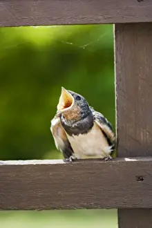 Swallow – youngster food begging Bedfordshire UK 003199