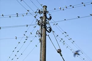 Swallows - gathering on telephone wires