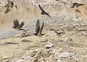 Images Dated 10th April 2007: Swallows and House Martins (Delichon urbica) – In flight gathering nest material Cyprus 004163