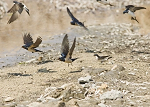 Images Dated 10th April 2007: Swallows and House Martins (Delichon urbica) – In flight gathering nest material Cyprus 004163