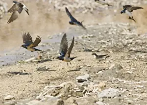 Cyprus Prints: Swallows and House Martins (Delichon urbica) – In flight gathering nest material Cyprus 004163