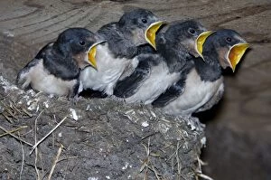 Images Dated 19th August 2005: Swallows - Juveniles begging for food from nest