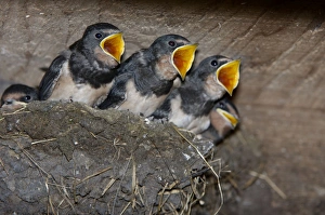 Images Dated 19th August 2005: Swallows - Juveniles begging for food from nest