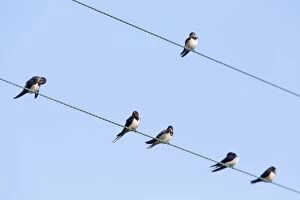 Swallows - perched on a wire