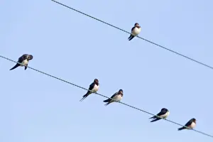 Passerines Prints: Swallows - perched on a wire - UK