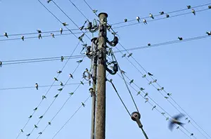Post Prints: Swallows - on wires