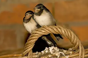 Swallows Prints: Swallows - Two young perched on basket handle. Cotswolds Uk