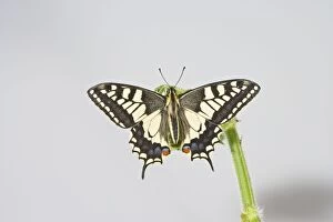 Images Dated 1st June 2008: Swallowtail 005681