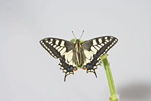 Images Dated 1st June 2008: Swallowtail 005681