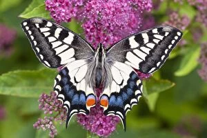 Butterflies & Insects Gallery: Swallowtail Butterfly