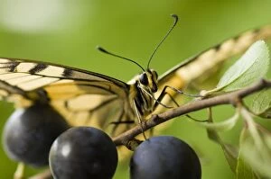 Images Dated 18th August 2006: Swallowtail Butterfly - on blackthorn