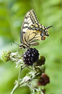 Images Dated 18th August 2006: Swallowtail Butterfly - on dewberry