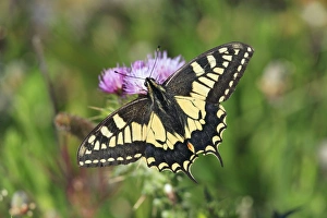 Swallowtail Butterfly - feeding on thistle flower Swallowtail Butterfly - feeding on thistle flower