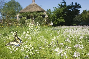 Images Dated 9th May 2008: Swallowtail Butterfly - In field of flowers in front of a farmhouse