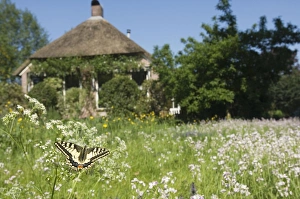 Images Dated 9th May 2008: Swallowtail Butterfly - In field of flowers in front of a farmhouse