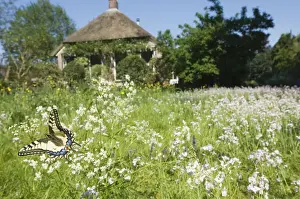 Swallowtail Prints: Swallowtail Butterfly - In field of flowers in front of a farmhouse - The Netherlands - Overijssel - Koekange