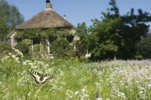 Swallowtail Prints: Swallowtail Butterfly - In field of flowers in front of a farmhouse - The Netherlands - Overijssel - Koekange