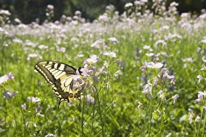 Images Dated 9th May 2008: Swallowtail Butterfly - On lady's smock