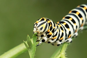 Swallowtail Butterfly Larva - feeding on carrot leaves Swallowtail Butterfly Larva - feeding on carrot leaves