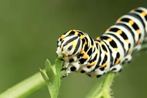 Swallowtail Butterfly Larva - feeding on carrot leaves - UK