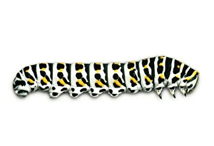 Images Dated 10th August 2007: Swallowtail Butterfly - larvae