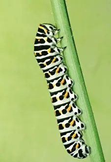 Swallowtail Butterfly - larvae