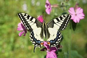 Lepidoptera Gallery: Swallowtail Butterfly - On Red Campion