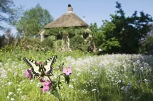 Swallowtail Butterfly - On Red Campion in field of flowers in front of a farmhouse