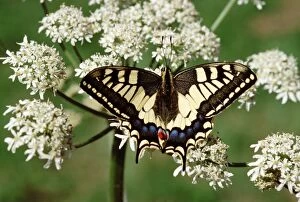 Swallowtail - On flower