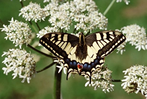 Images Dated 2nd December 2007: Swallowtail - On flower, Europe