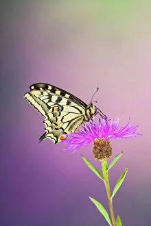 Butterflies Collection: Swallowtail - on flower wings closed 005762