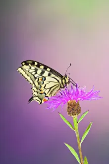 Images Dated 14th June 2008: Swallowtail - on flower wings closed 005762